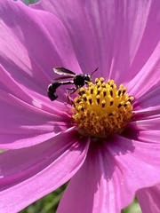 Physocephala tibialis
