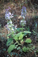 Salvia sclarea