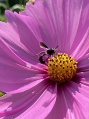 Physocephala tibialis
