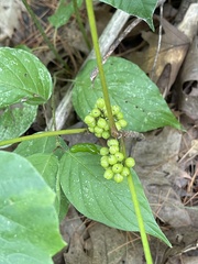 Toxicodendron rydbergii