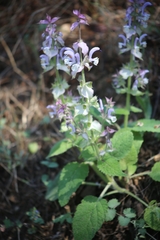 Salvia sclarea