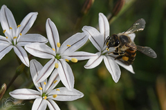 Apis mellifera capensis