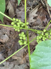 Toxicodendron rydbergii