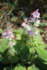 Salvia sclarea