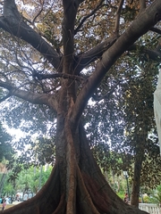 Ficus macrophylla