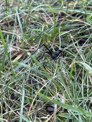 Pelecinus polyturator