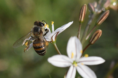 Apis mellifera capensis