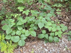 Toxicodendron rydbergii