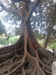 Ficus macrophylla