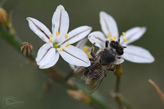 Apis mellifera capensis