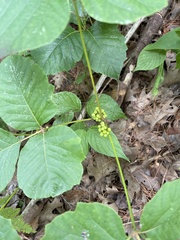 Toxicodendron rydbergii
