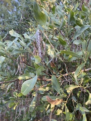 Acacia salicina