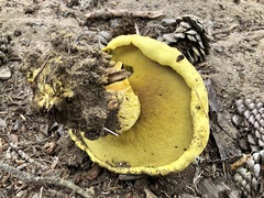 Buchwaldoboletus sphaerocephalus