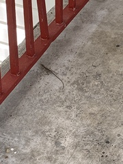 Anolis carolinensis