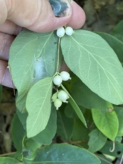 Symphoricarpos albus