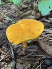 Aureoboletus auriflammeus