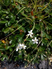 Sibbaldiopsis tridentata