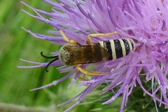 Halictus scabiosae