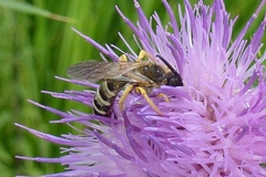 Halictus scabiosae