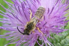 Halictus scabiosae