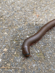 Narceus americanus