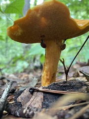 Aureoboletus auriflammeus