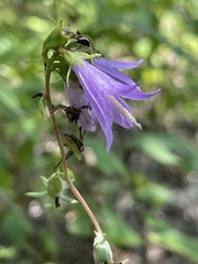 Campanula rapunculoides