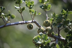 Quercus coccifera