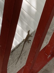 Anolis carolinensis