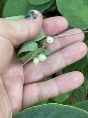Symphoricarpos albus