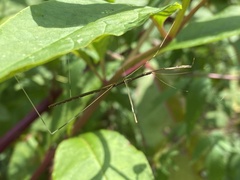 Emesaya brevipennis
