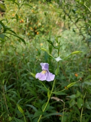 Mimulus ringens