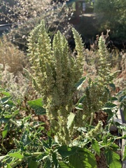 Amaranthus retroflexus