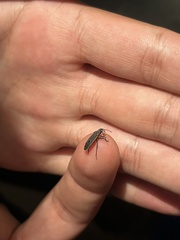 Melacoryphus lateralis