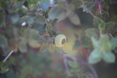 Quercus coccifera