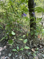 Campanula rapunculoides