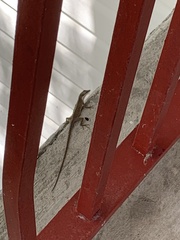 Anolis carolinensis