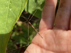 Emesaya brevipennis