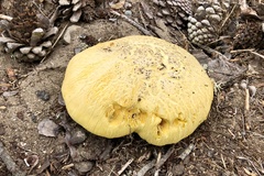 Buchwaldoboletus sphaerocephalus