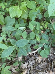 Symphoricarpos albus