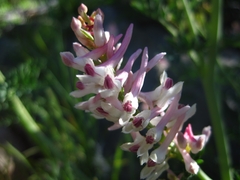 Corydalis caseana