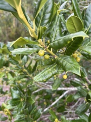 Ilex cornuta