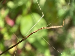 Emesaya brevipennis