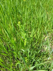 Campanula bononiensis