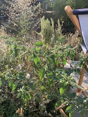 Amaranthus retroflexus