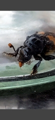 Nicrophorus interruptus