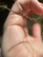 Emesaya brevipennis