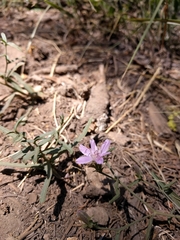Stephanomeria lactucina