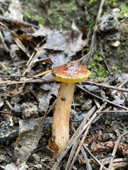 Aureoboletus betula