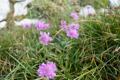 Scabiosa